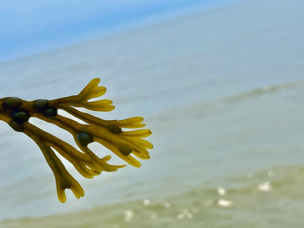 Sea Weed